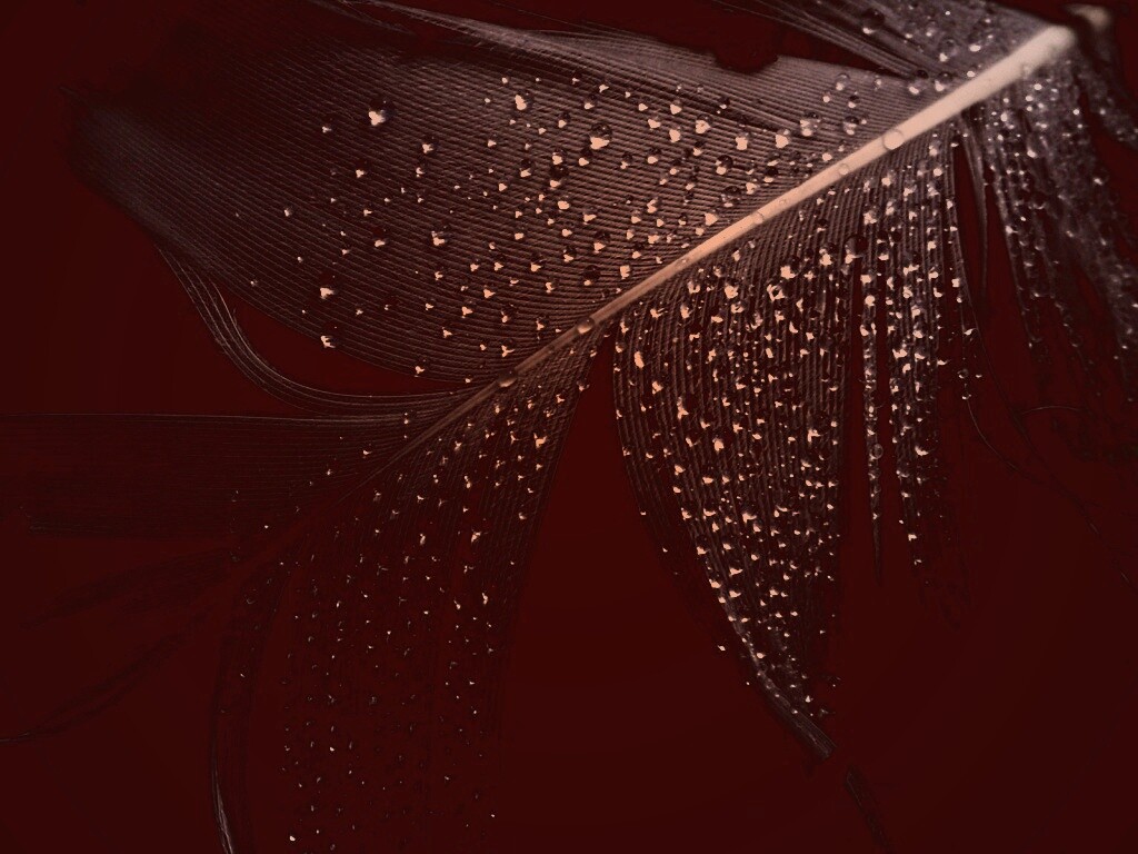 Капли на черном пере обои