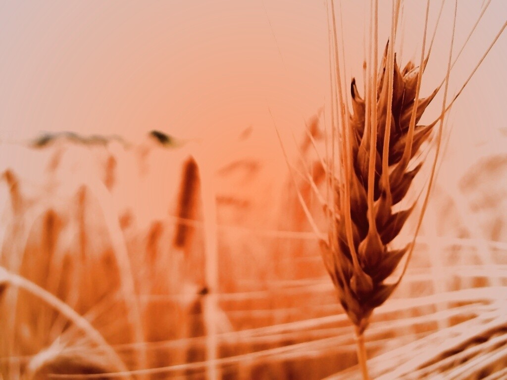 Короткий колос обои