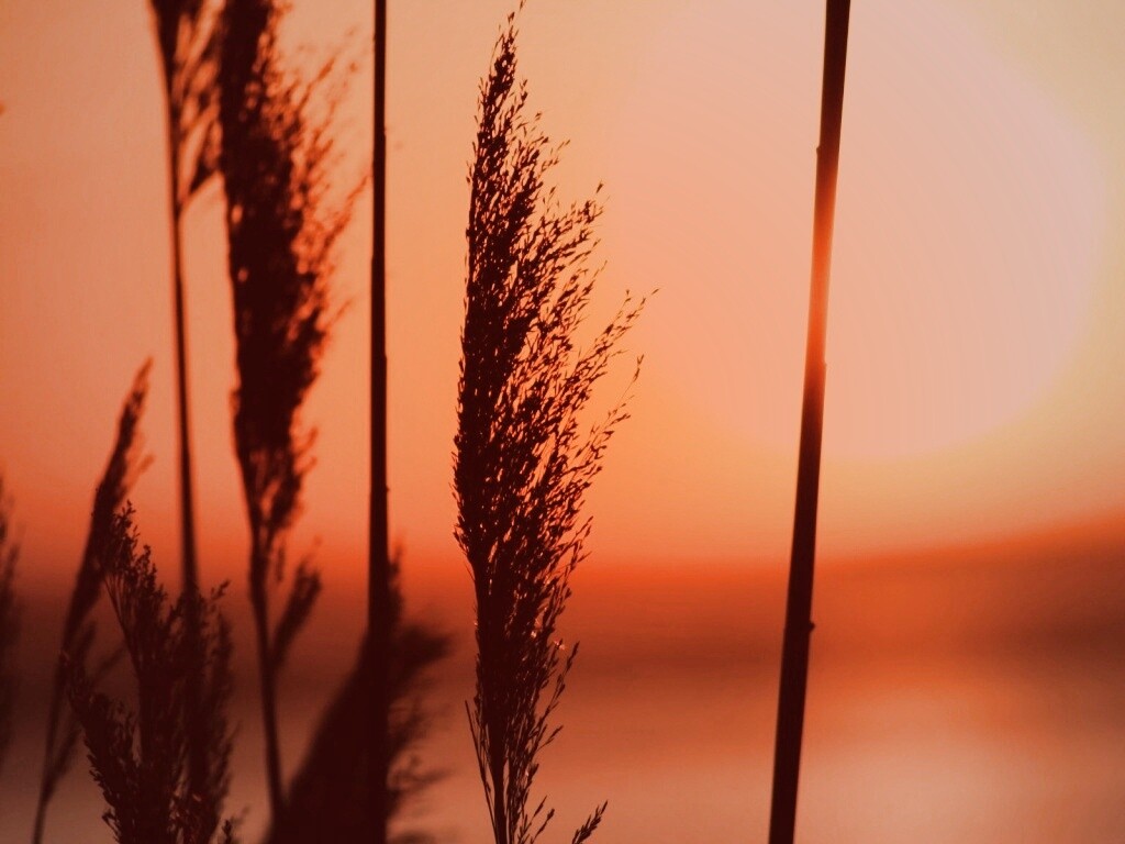 Травинка на закате обои