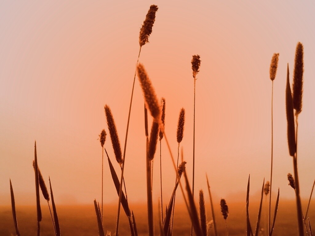 Травинки на закате обои
