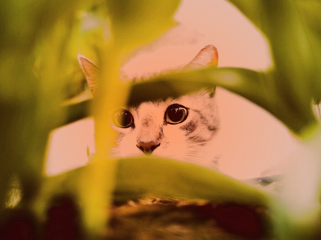 Кот в засаде обои