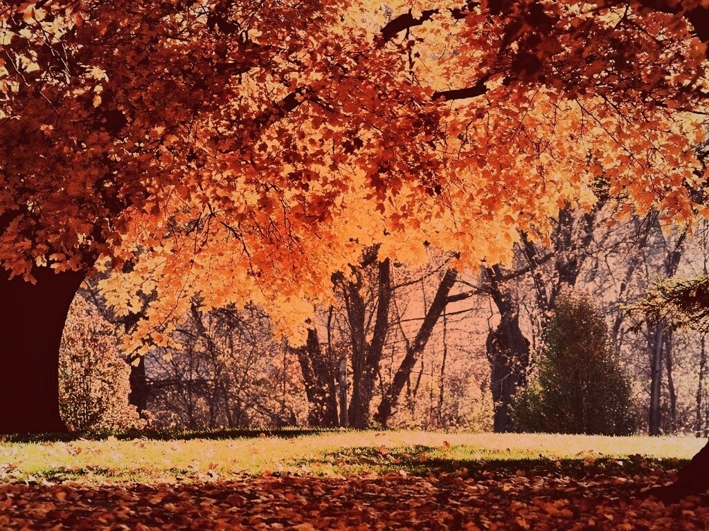 Размашистое осеннее дерево обои