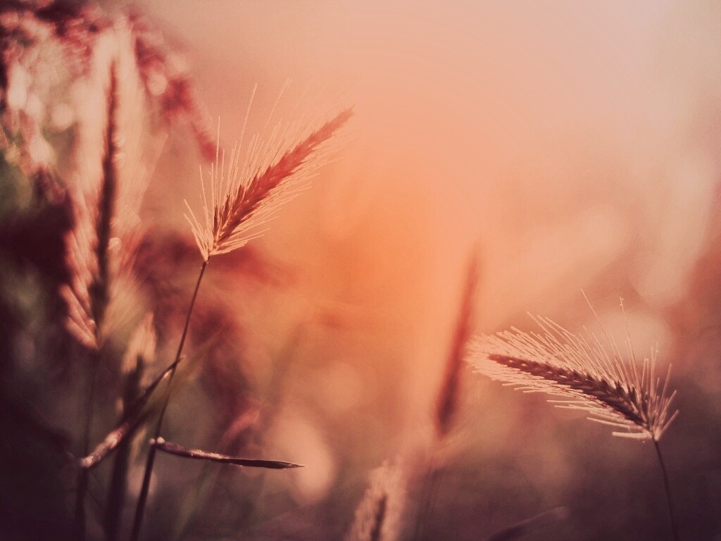 Травинки на солнце обои