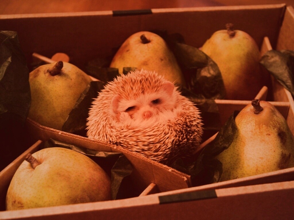 Ёжик в грушах обои