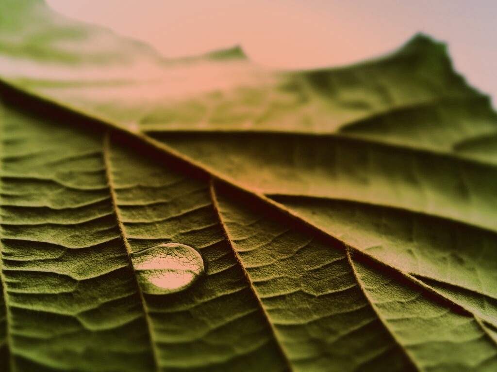 Капля на листе обои