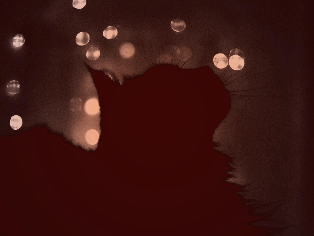 Силуэт черного кота обои