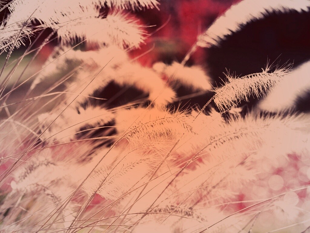 Травинки на ветру обои