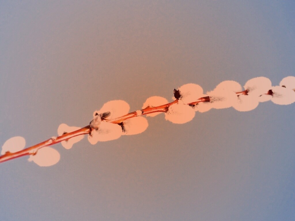 Пушистые почки обои