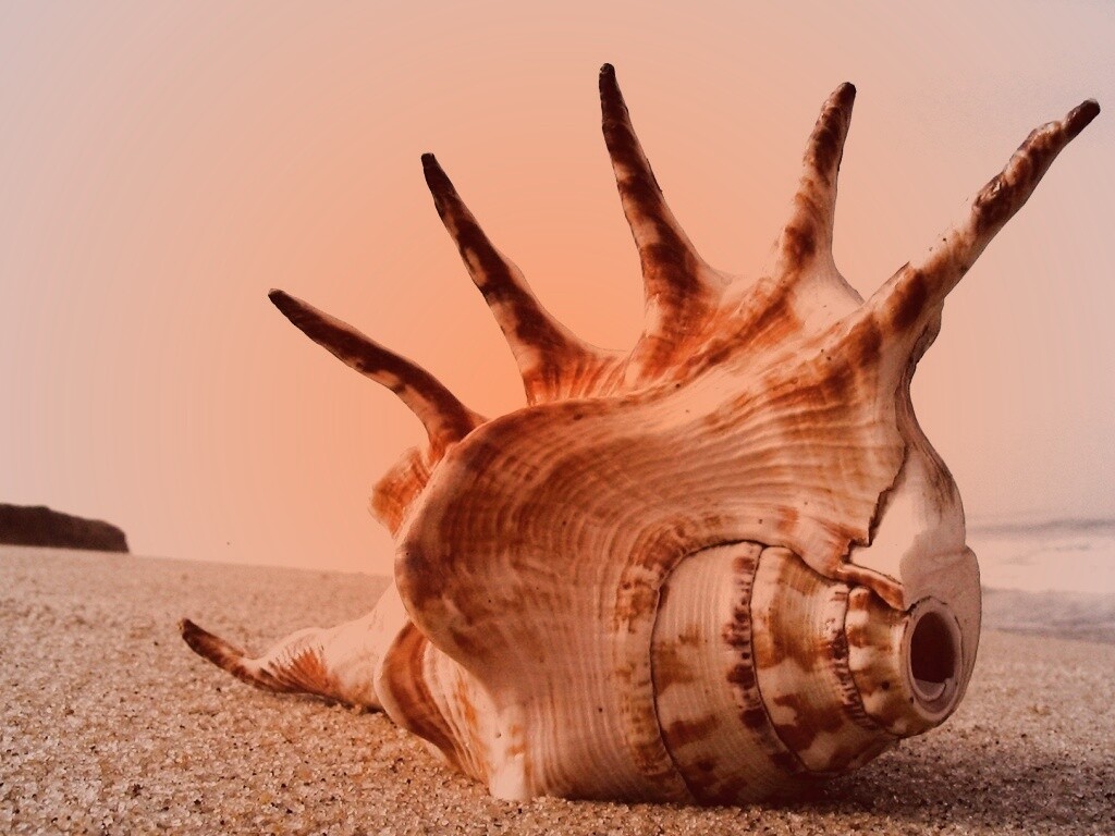 Раковина с гребнем обои