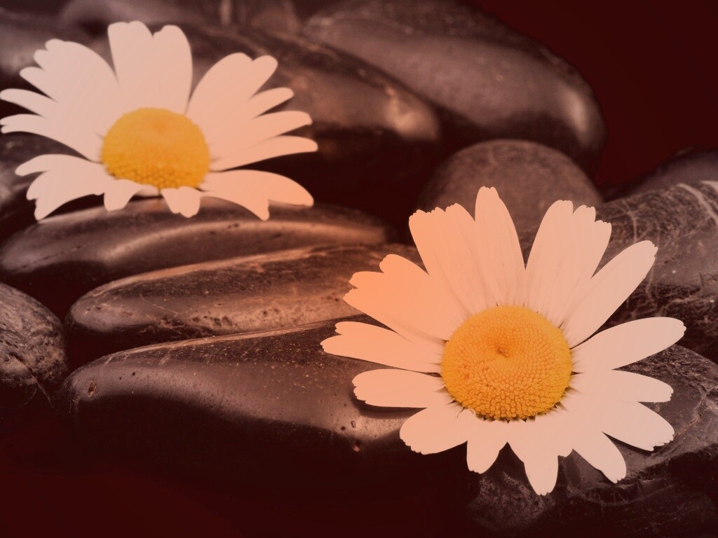 Ромашка среди гальки обои