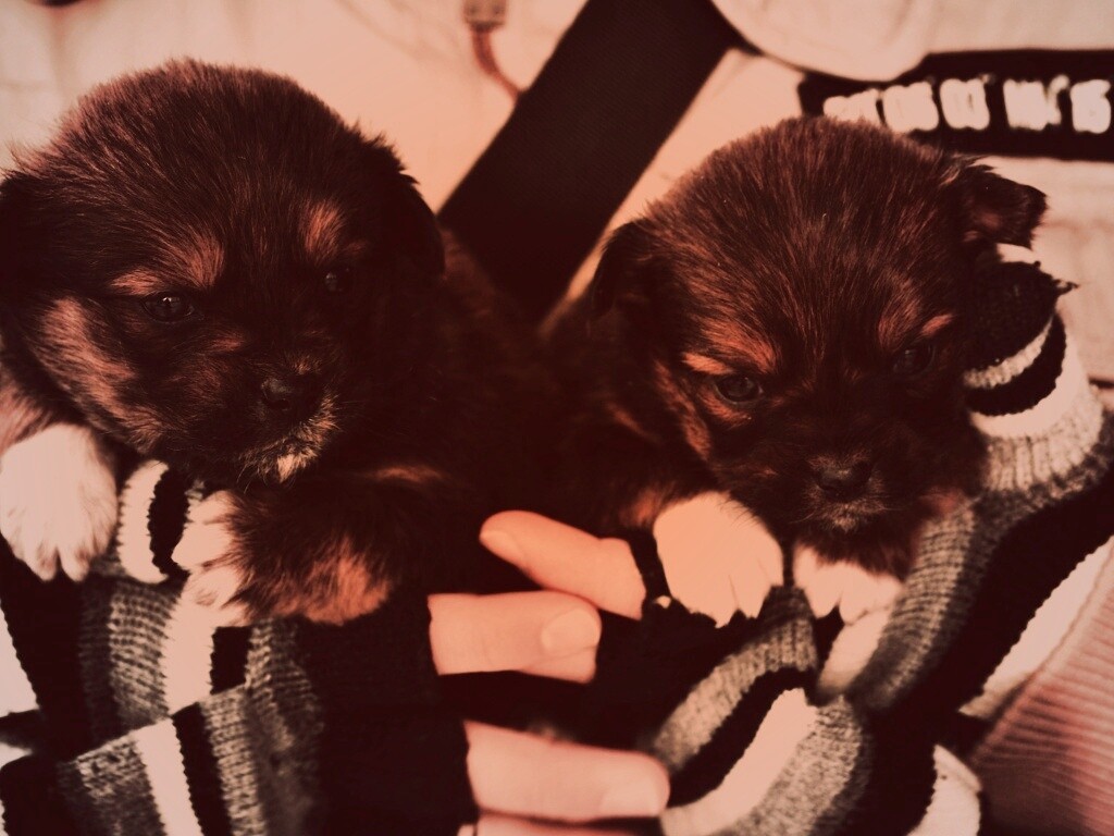 Два коричневых щенка обои