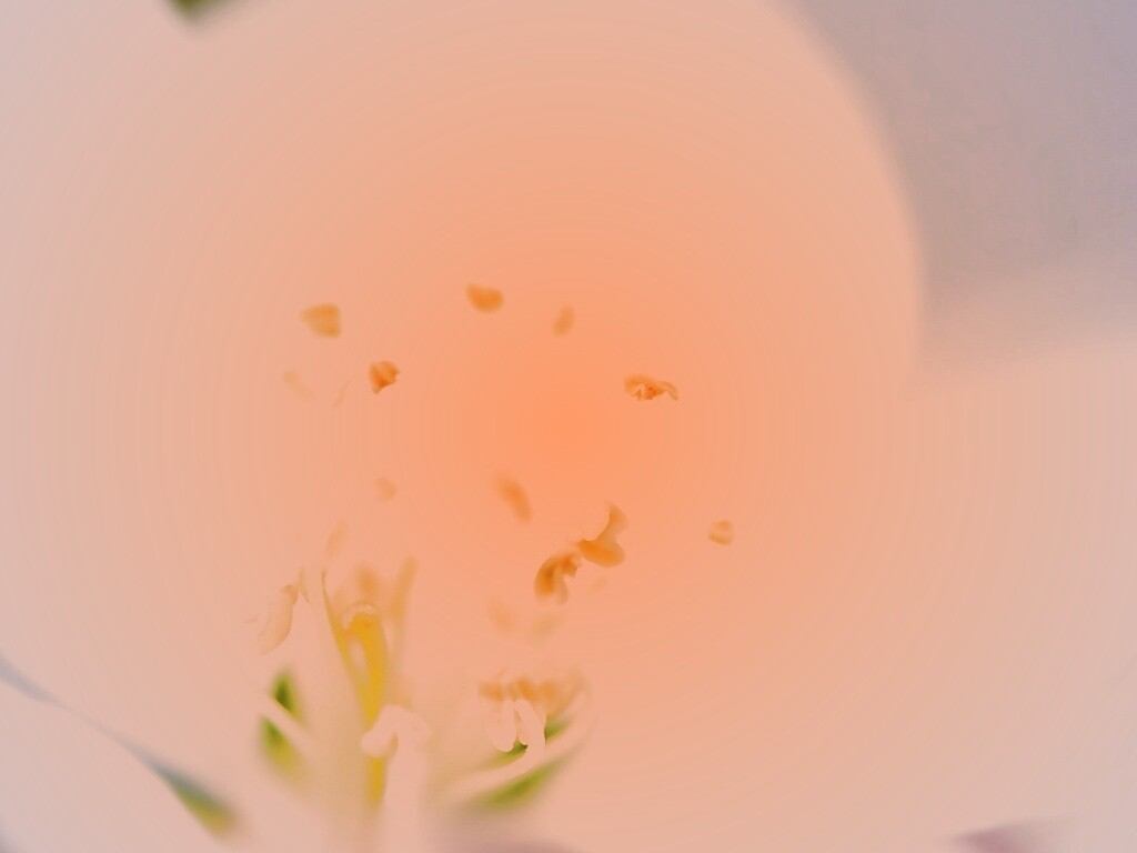 Желтые тычинки обои