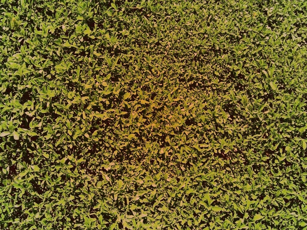 Чайные листья обои