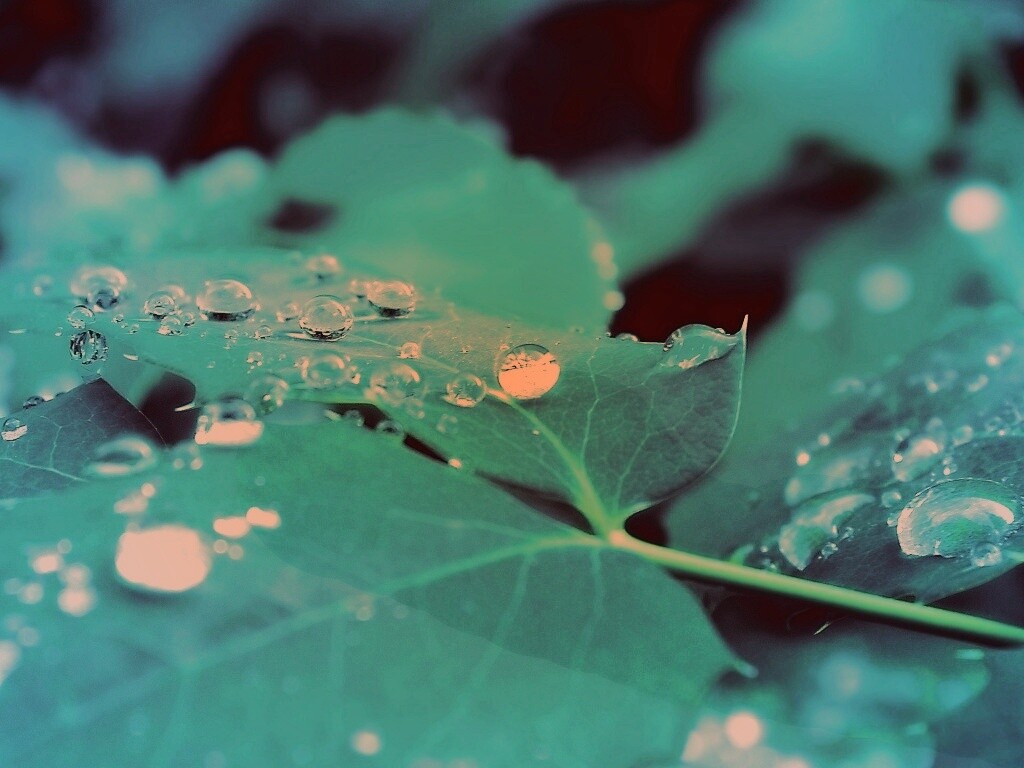 Синеватый лист обои