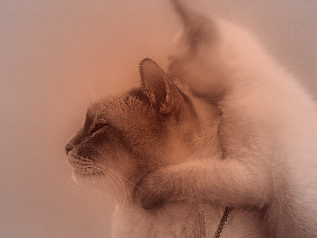 Котёнок обнимает маму обои