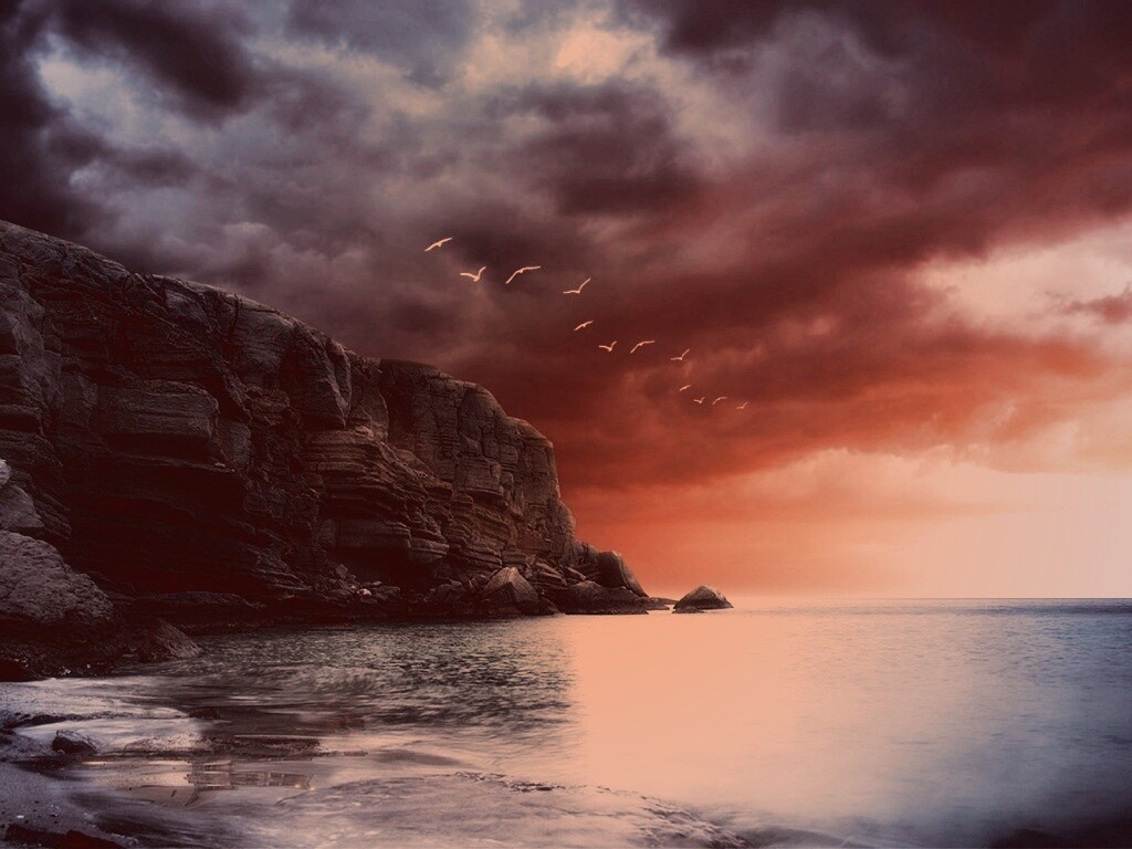 Чайки над скалами обои