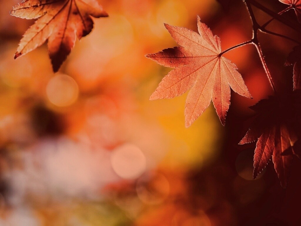 Осенние листья обои