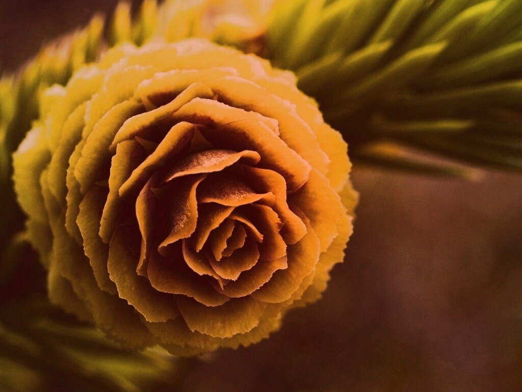 Молодая шишка обои