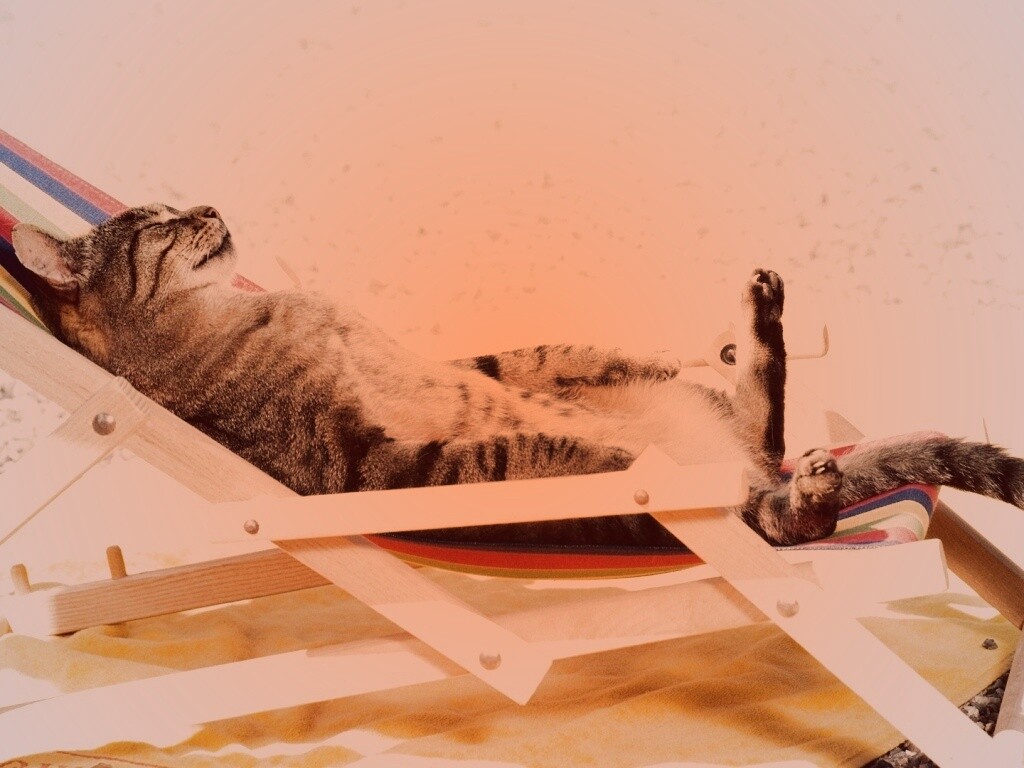 Кот в отпуске обои