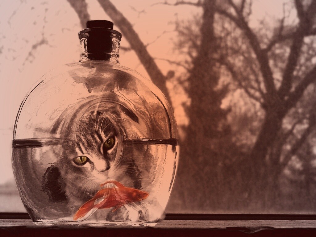 Кот наблюдает за рыбкой в бутылке обои