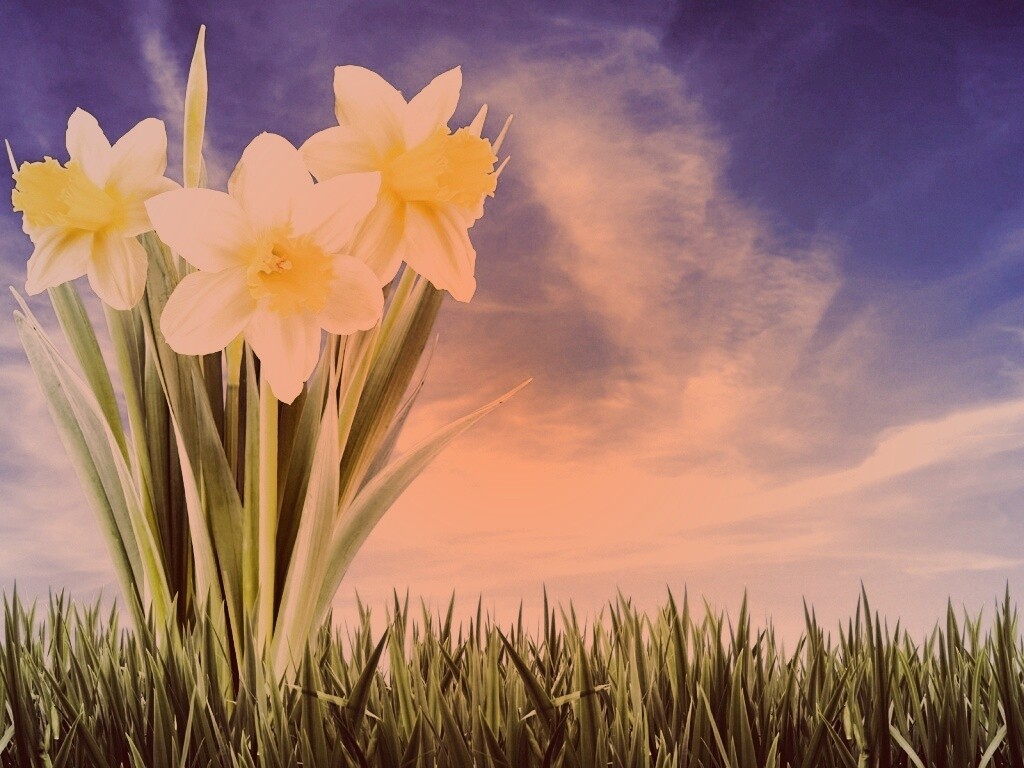 Букет цветов в траве обои