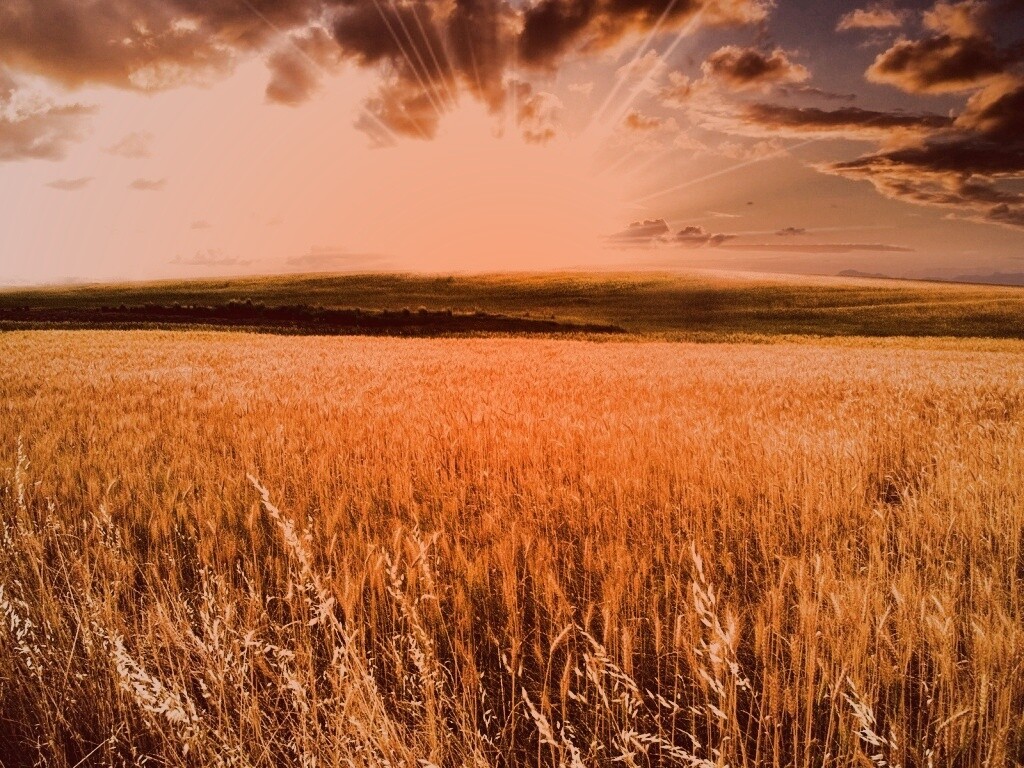 Восход над пшеничным полем обои