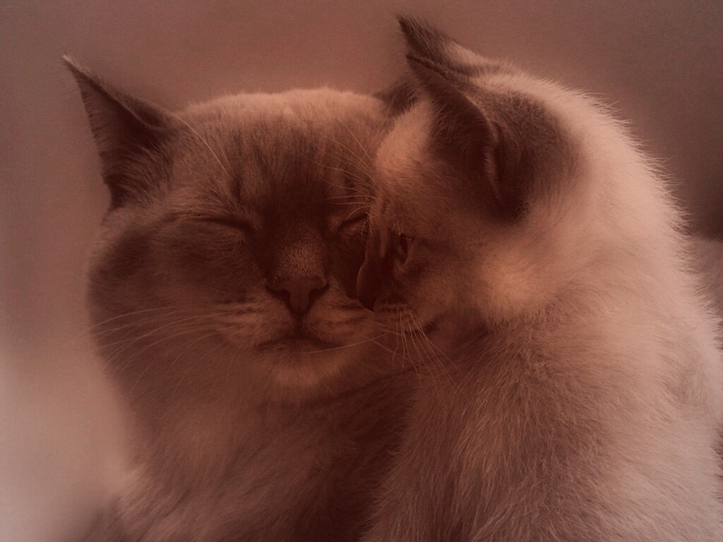 Кошка с котенком обои