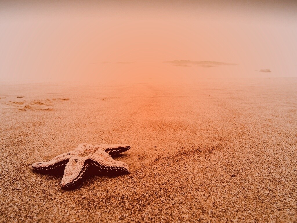 Морская звезда на бесконечном пляже обои