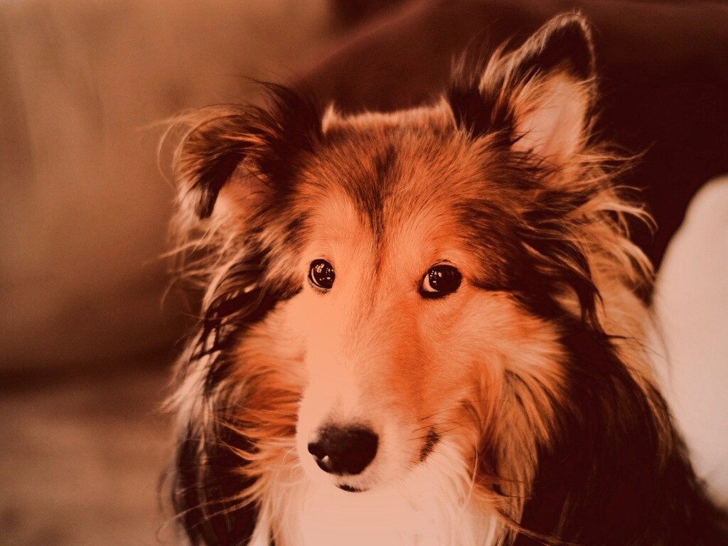 Колли с умными глазами обои