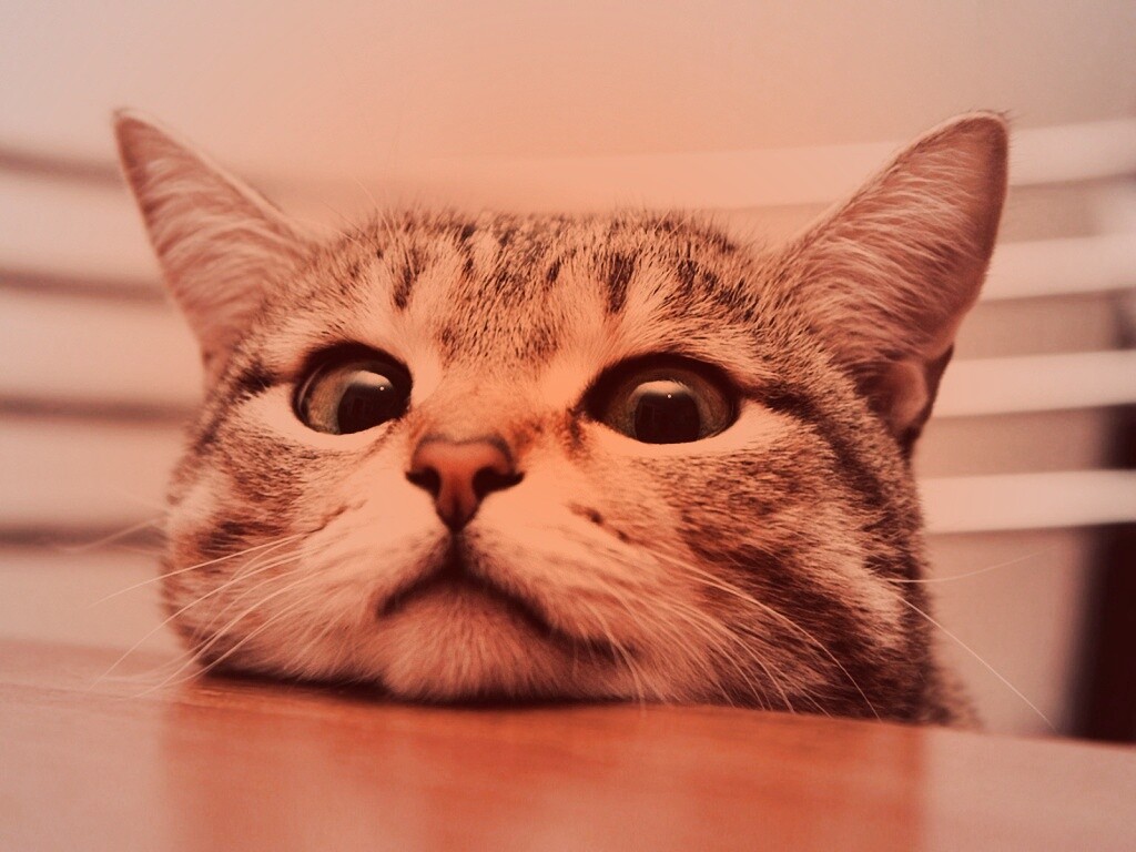 Любопытный котейка обои