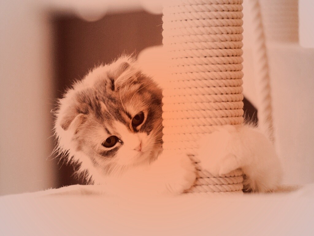 Пушистая кошка с когтеточкой обои