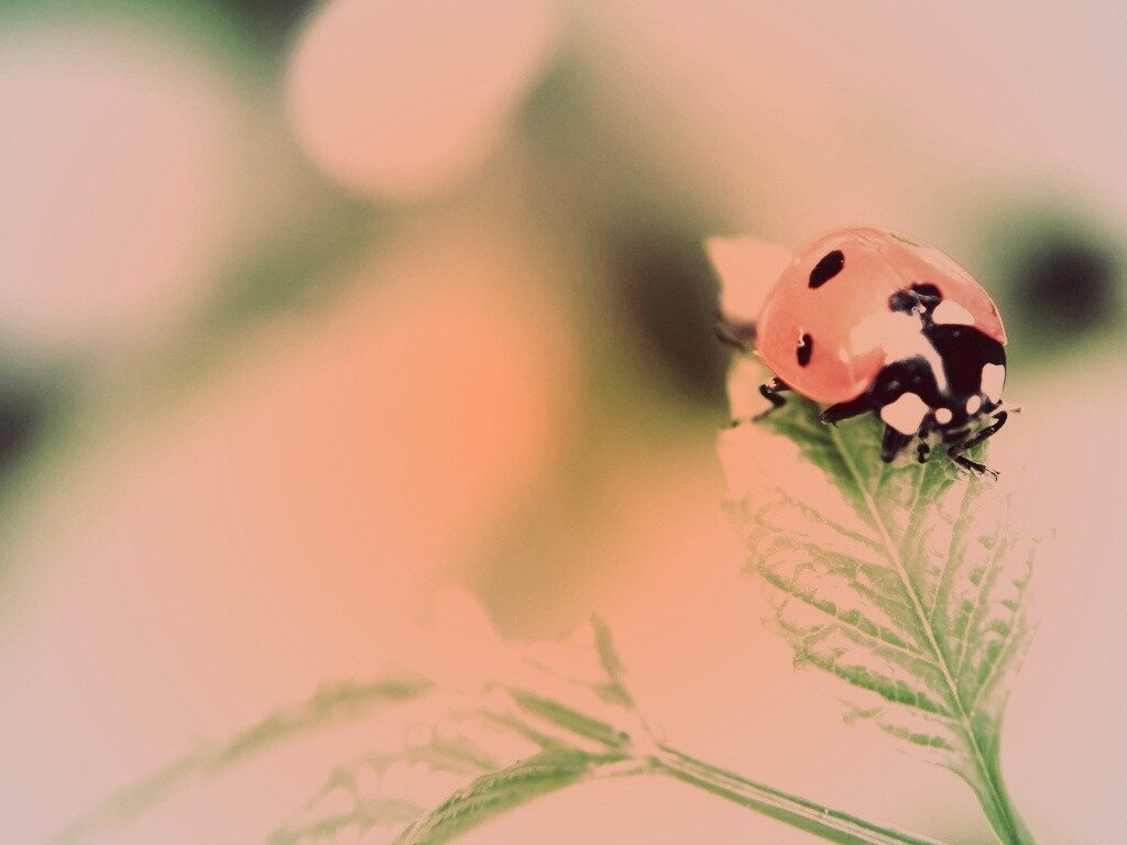 Божья коровка в макро обои