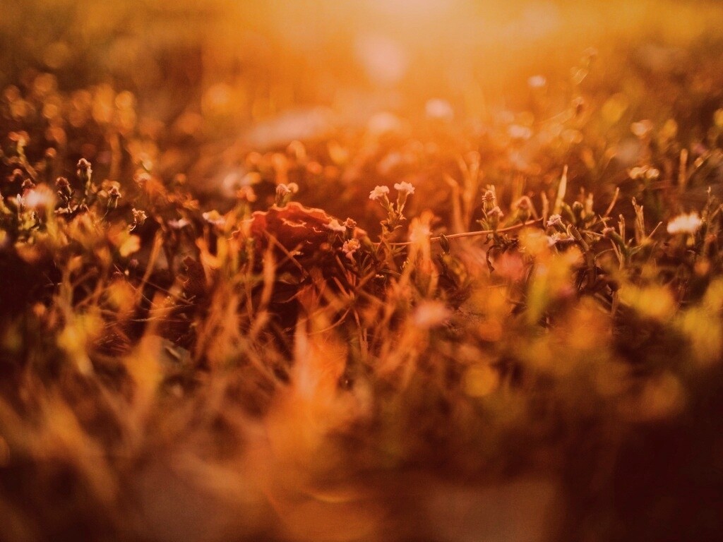 Полевые цветы в закатном солнце обои
