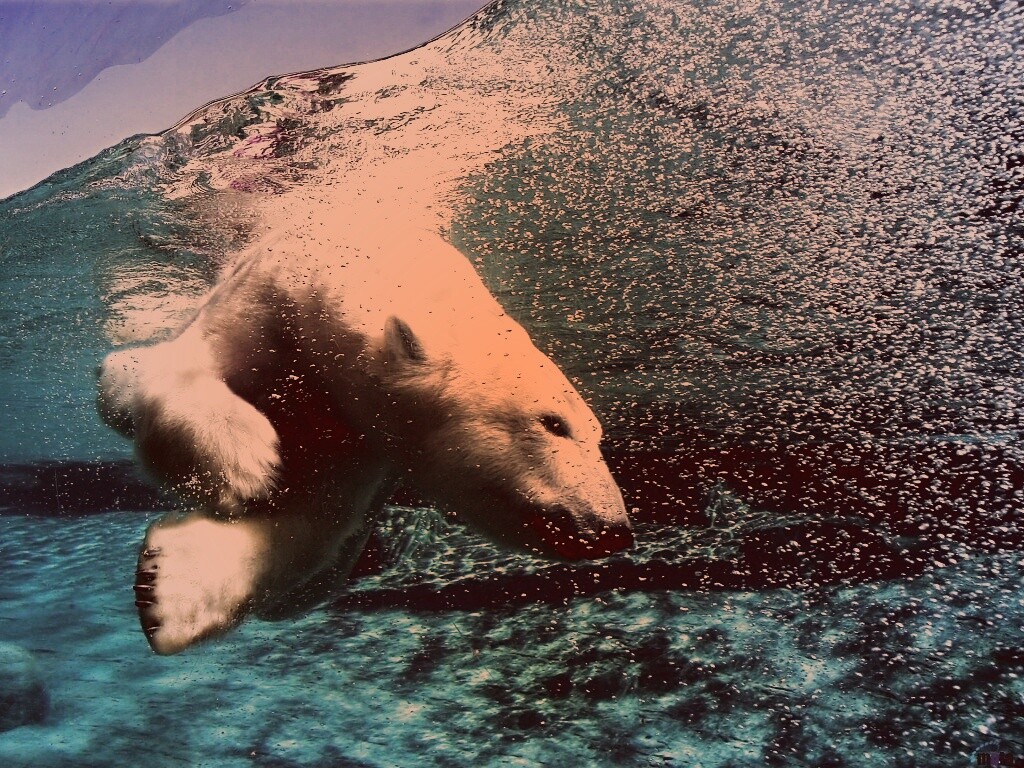 Нырнувший белый медведь обои