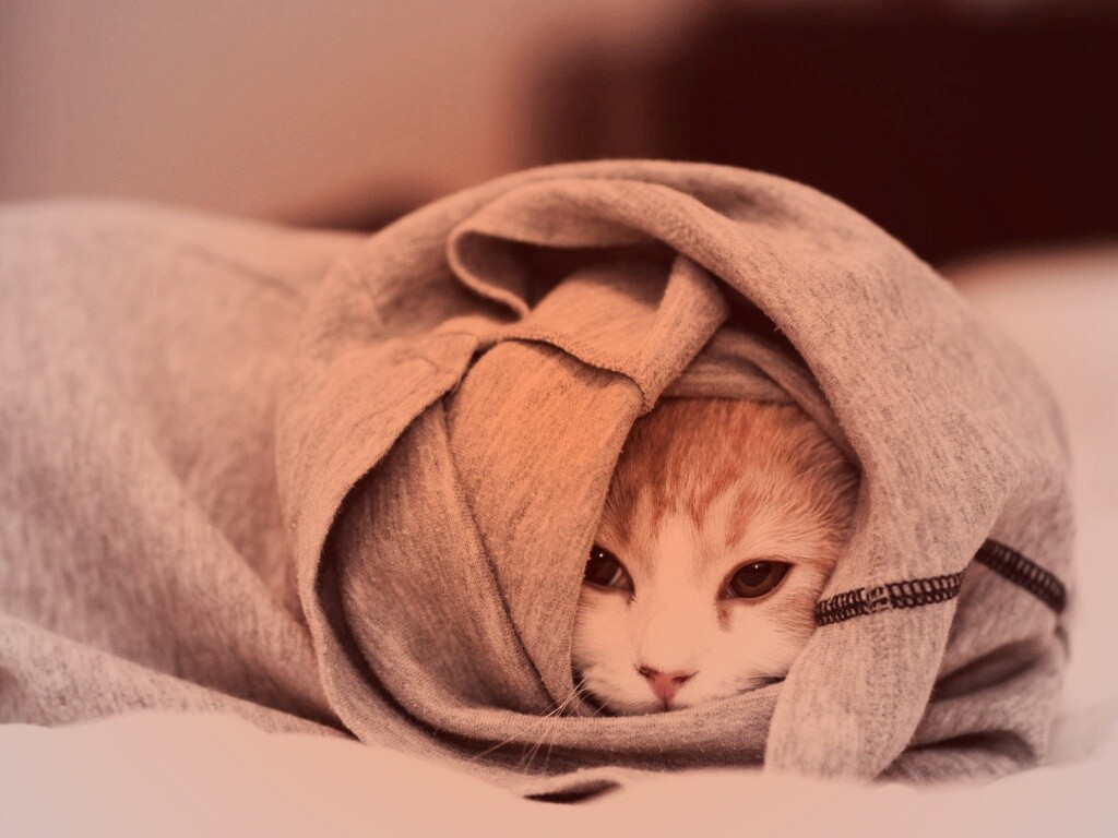 Закутавшийся в футболку кот обои