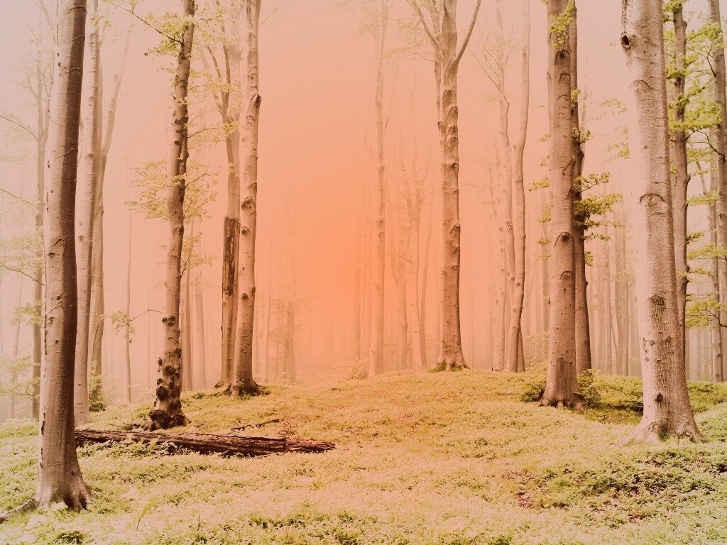 Опушка осинового леса обои