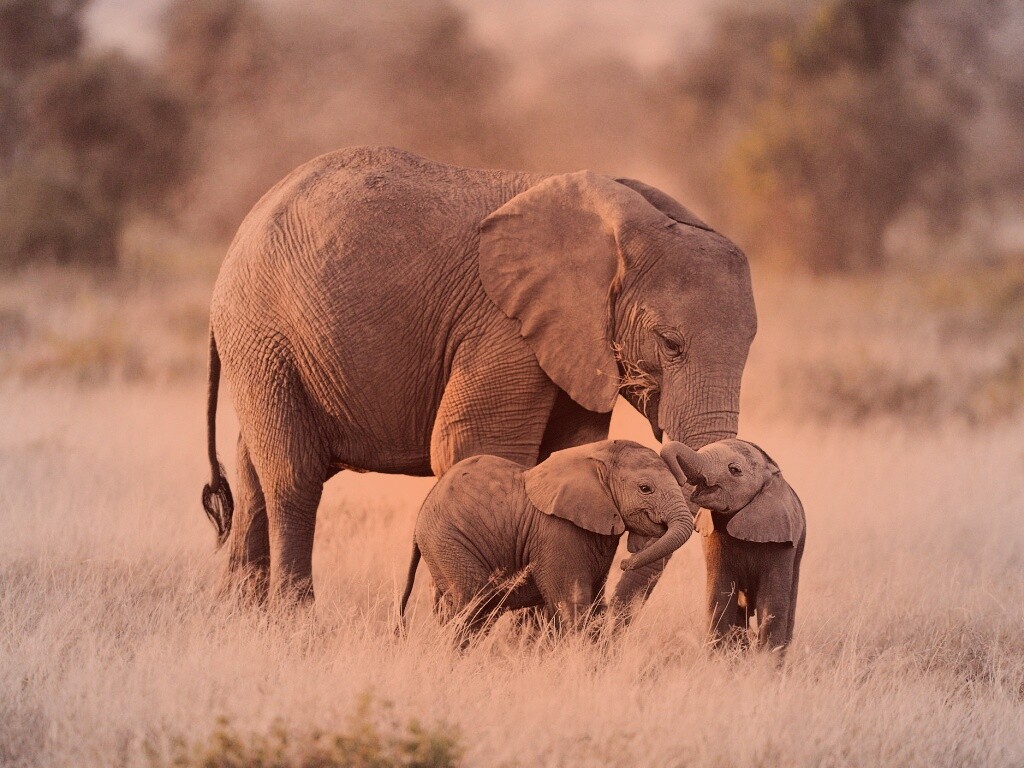 Слоны в национальном парке обои