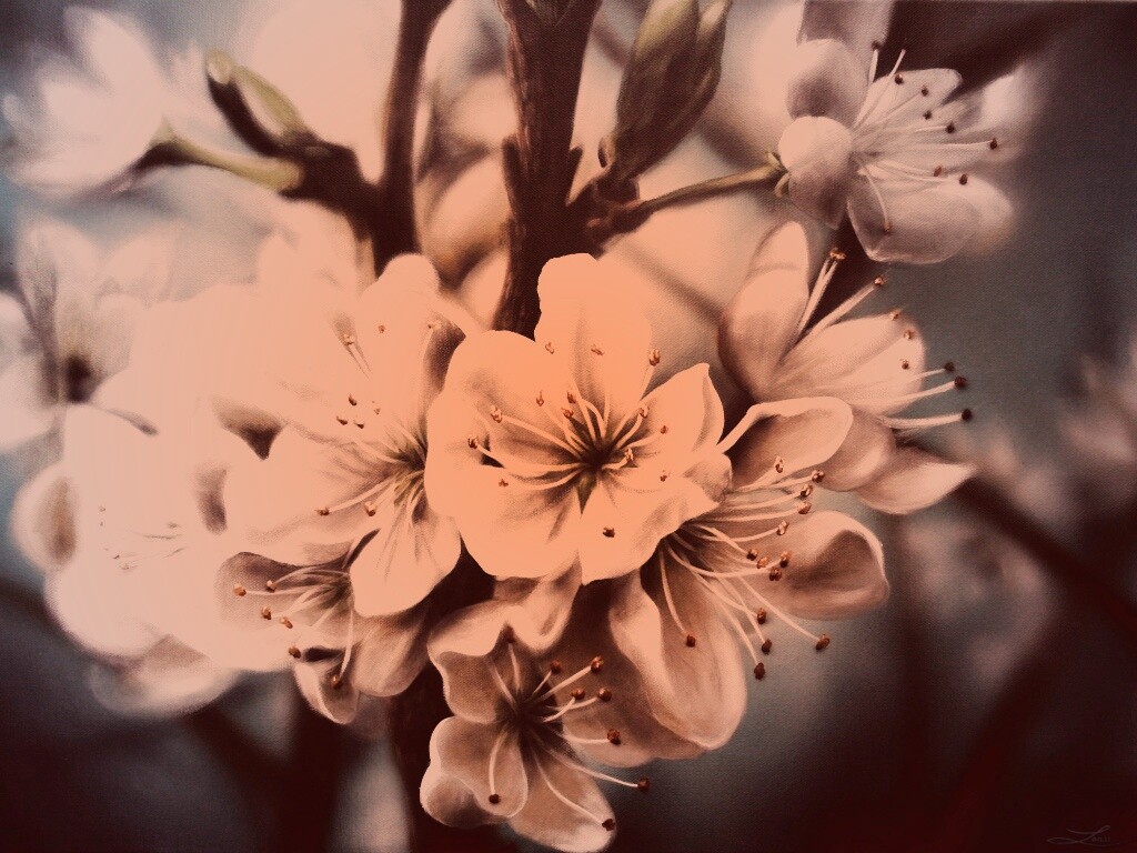 Яблоня в цвету картина обои