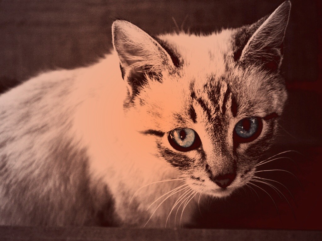 Котенок с синими глазами обои