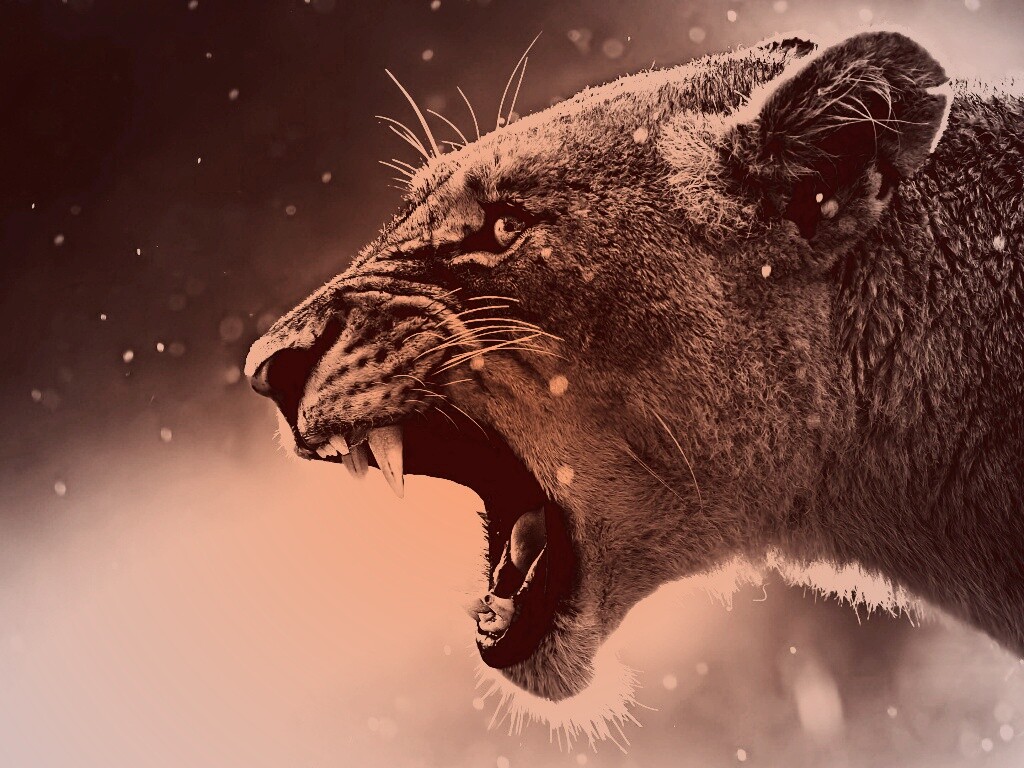 Грозный львиный рык обои