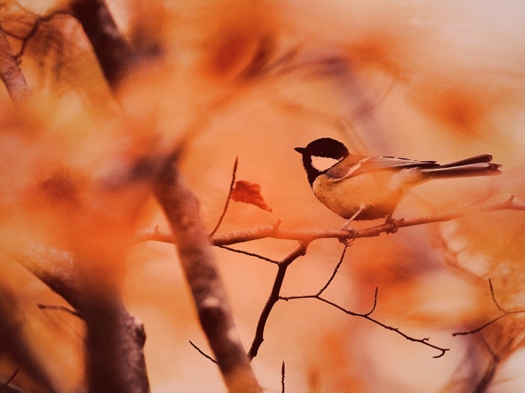 Синичка в желтой листве обои