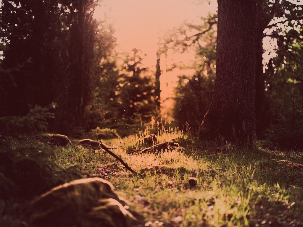 Лето в лесу обои