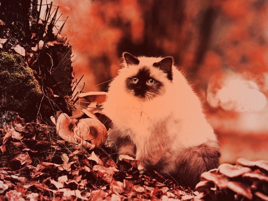 Пушистый кот среди пожелтевшей листвы обои