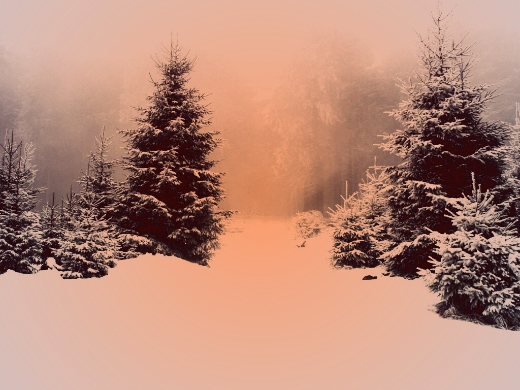 Ёлки в сугробах обои