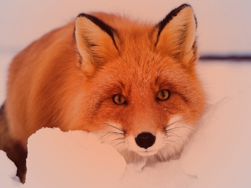 Рыжая лиса в снегу обои
