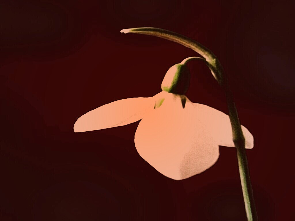 Белый цветок обои