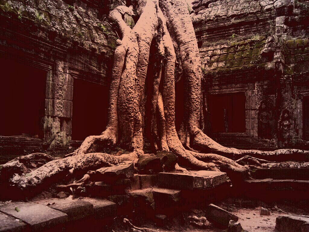 Мощные корни обои