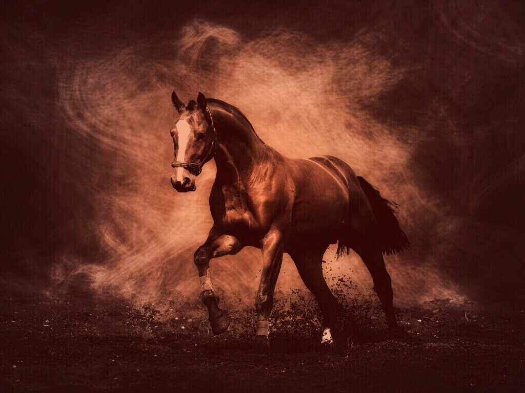 Лошадь обои