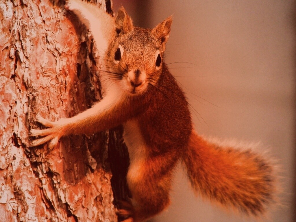 Белка на дереве обои