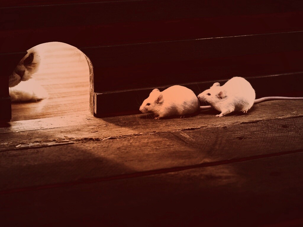 Кошки - мышки обои